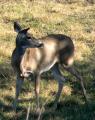 Tex Whitetail Doe